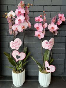 Happy Mother’s Day – Ορχιδέα Phalaenopsis σε Κεραμικό Κασπό